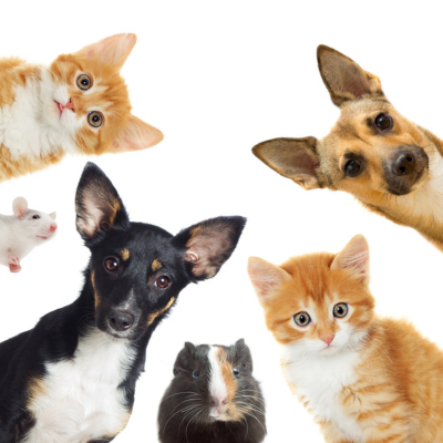 Pet Products